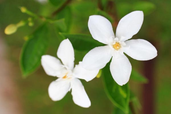 گل یاسمن سفید